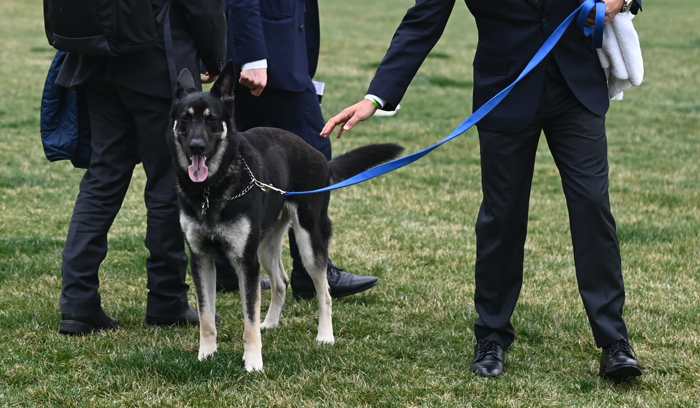 Nips and poops: Biden dogs cause ‘Major’ headaches