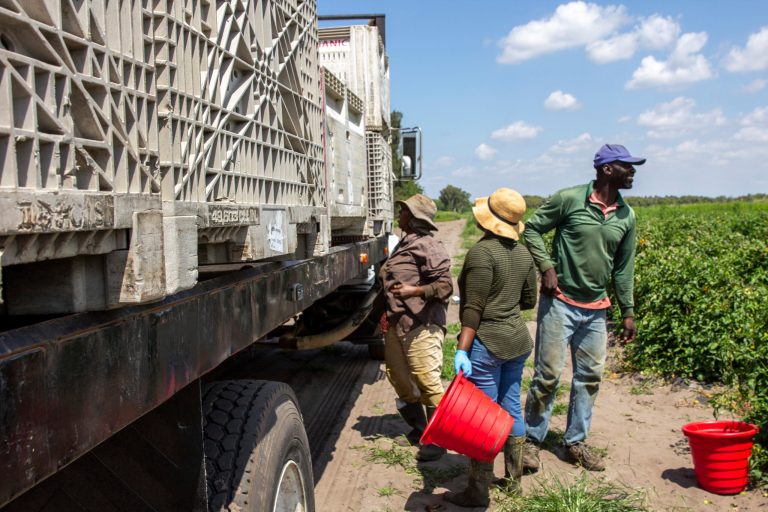 Mexican imports cost Florida farmers up to $4B in annual ‘lost’ sales: Report