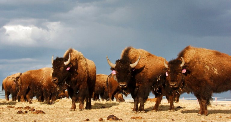 Trust offers to save bison from Biden-backed trophy hunt in Grand Canyon