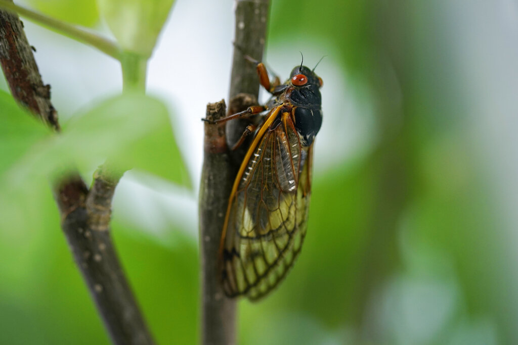 Buzz off: Some cicada stragglers to arrive a year late