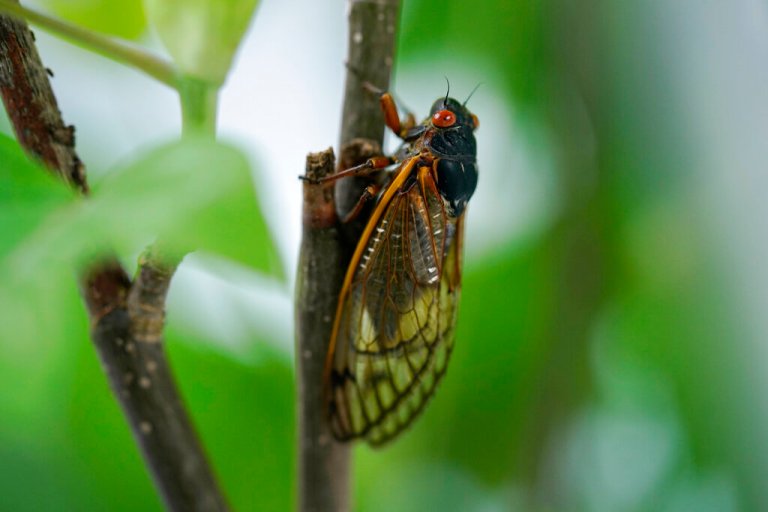 Buzz off: Some cicada stragglers to arrive a year late