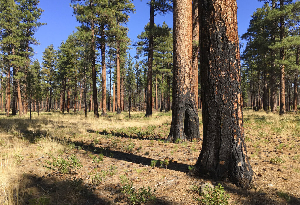 Oregon residents detain arson suspect by tying him to tree