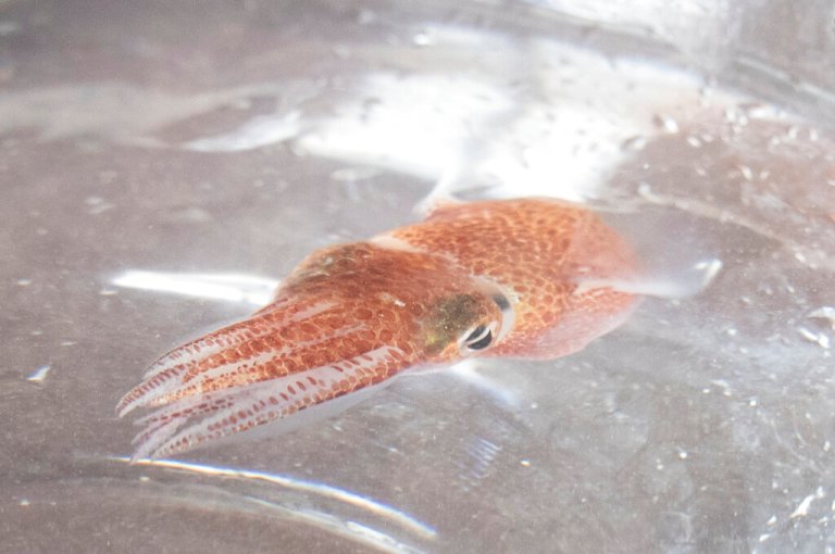 NASA sends Hawaiian squid into space