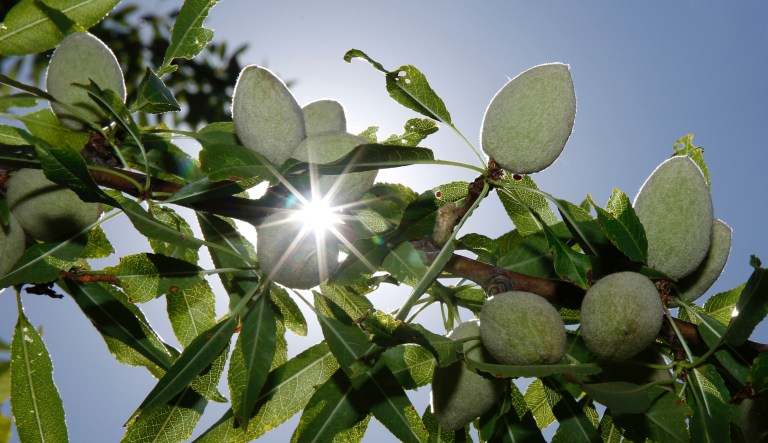 In this Friday June 21, 2019 file photo, the sun peaks past almonds growing on the branches of an almond tree in Modesto, Calif.
