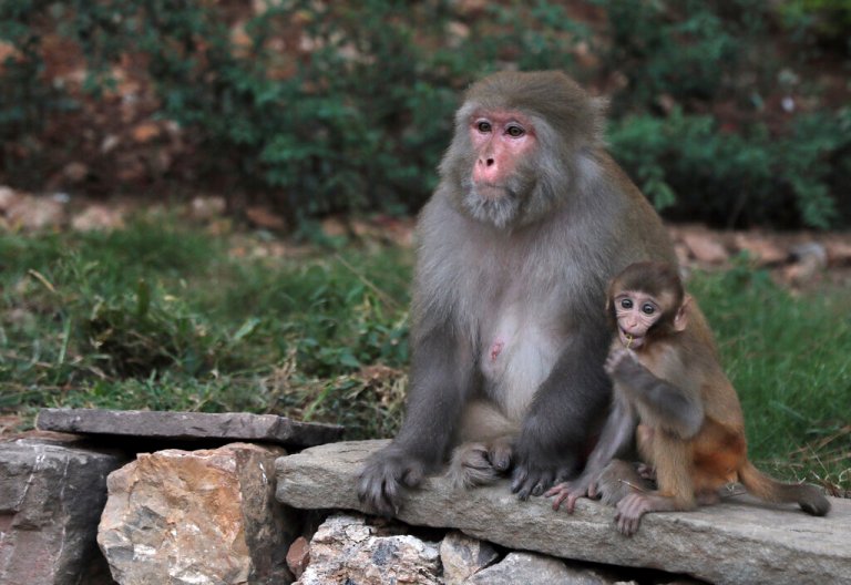 Agriculture Department to investigate Musk-owned company’s treatment of monkeys