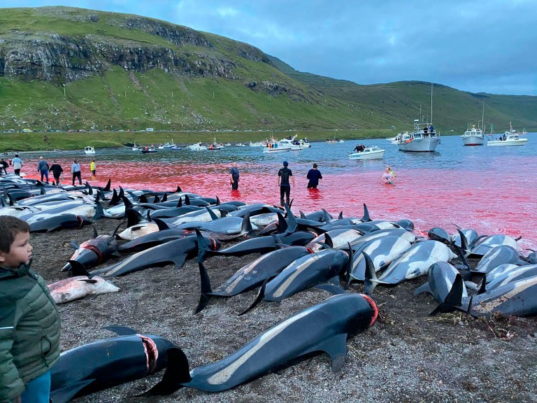 1,400 dolphins slaughtered in traditional hunt, horrifying animal rights activists