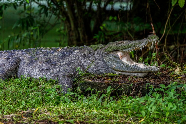 Two US tourists attacked by crocodile at resort in Mexico
