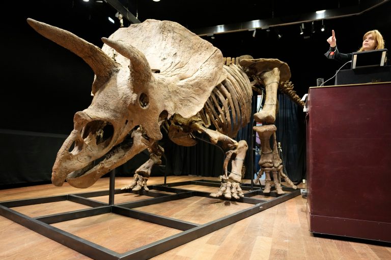 World’s biggest triceratops sells for $7.7 million in Paris