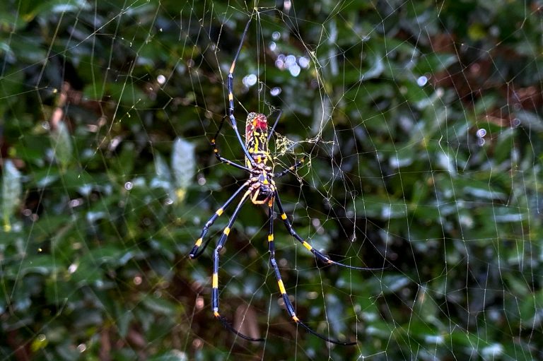 Giant parachuting spiders may invade East Coast this spring