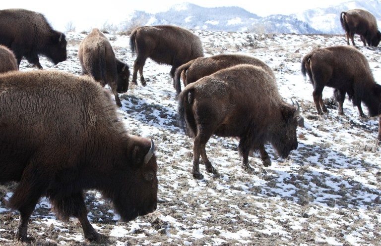 At least 900 of Yellowstone’s bison to be shot, quarantined, or slaughtered