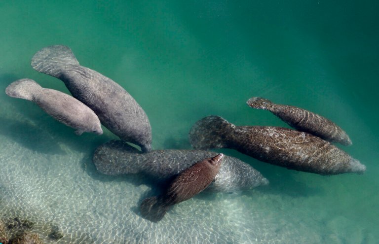 SeaWorld flies manatee calves to Ohio zoo for rehabilitation