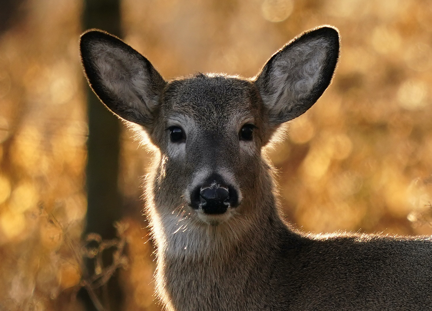 Potential for deer-to-human COVID-19 transmission: Study