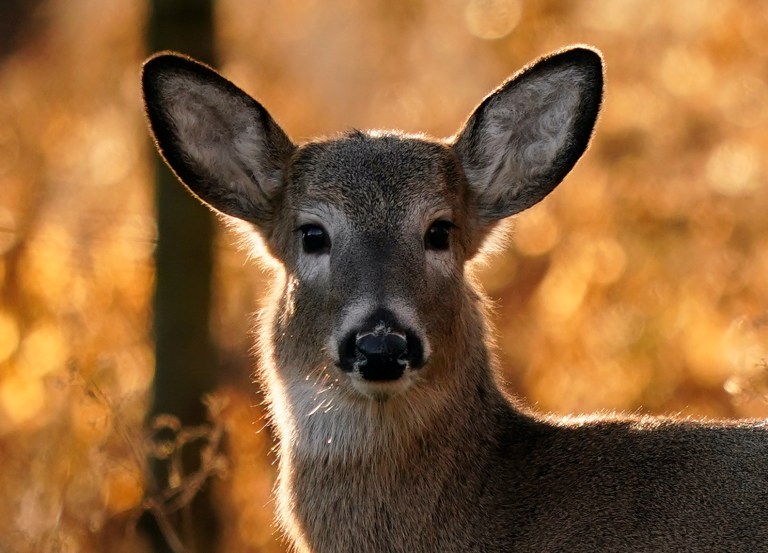 Potential for deer-to-human COVID-19 transmission: Study