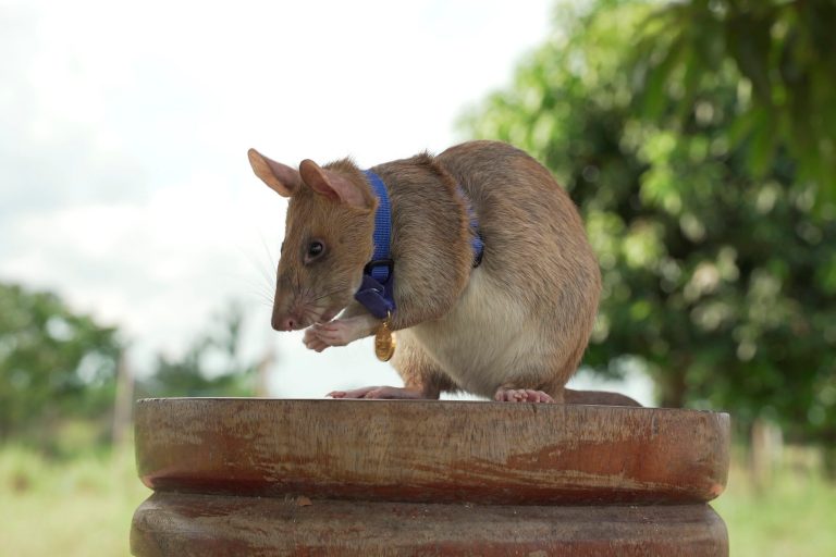 WATCH: Hero rat who sniffed out over 100 hidden explosives dies in retirement