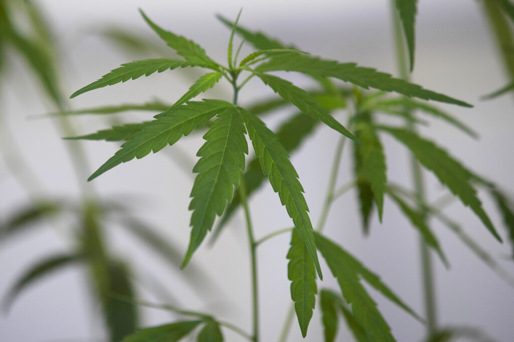 Thailand set to become first country in Southeast Asia to decriminalize recreational marijuana
