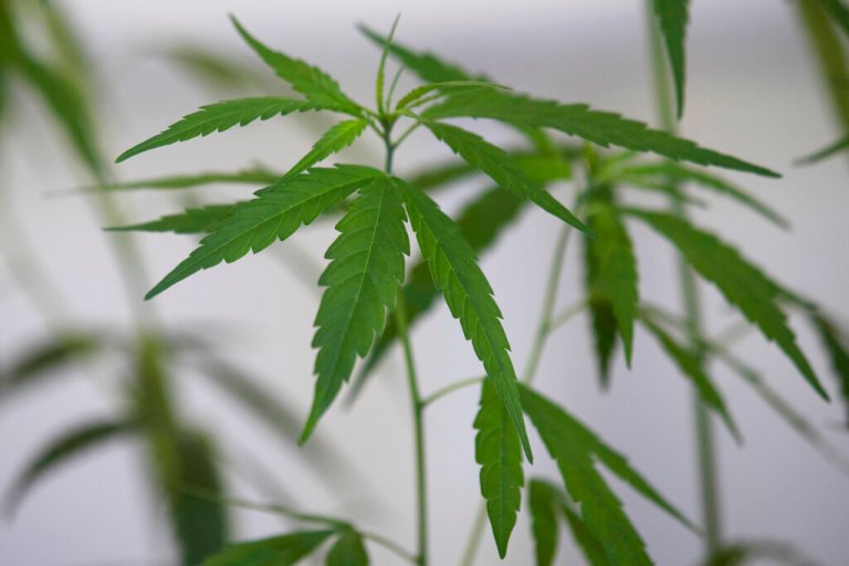 Thailand set to become first country in Southeast Asia to decriminalize recreational marijuana