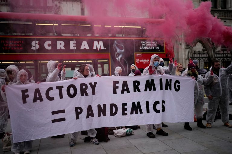 Making hay: Farm animals could get constitutional rights in Switzerland