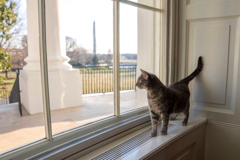 Willow the cat joins Bidens at White House