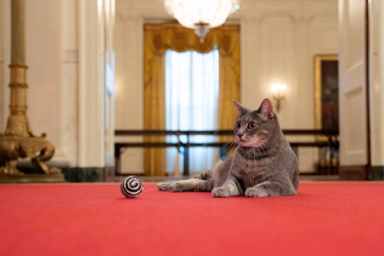 Twitter responds to White House’s new cat, some calling it distraction