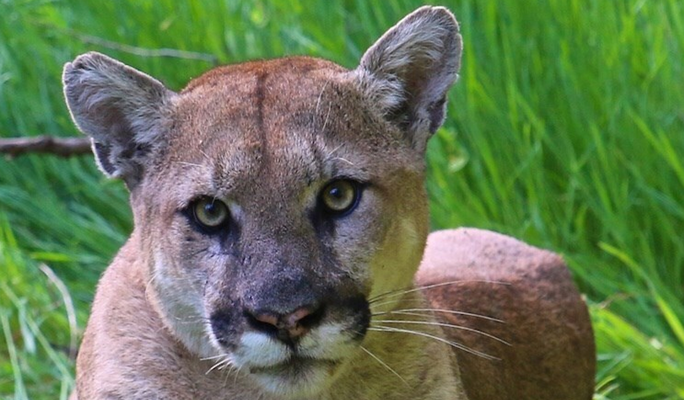 Mountain lion mauls 7-year-old boy