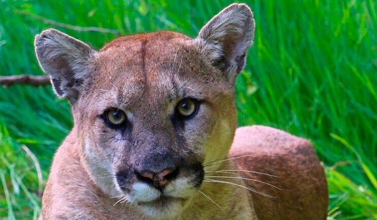 A mountain lion is pictured.