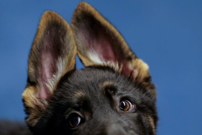 WATCH: Community demands accountability after three-month-old puppy is euthanized