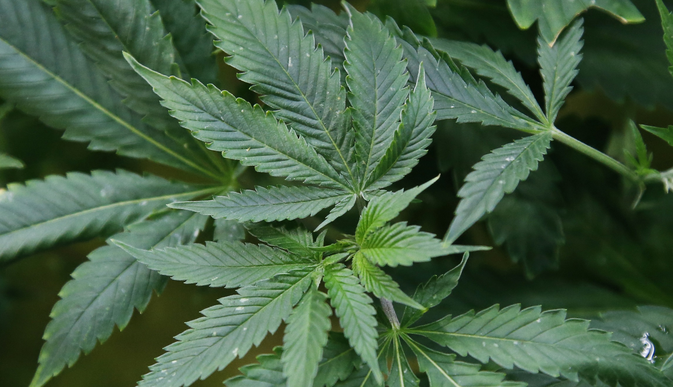 No splendor in the grass: Study shows even medical marijuana use is harmful