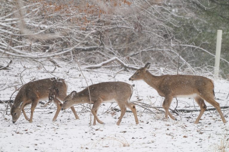 Deer walk across a snow-covered hill along Loch Raven Reservoir, Saturday, March 12, 2022, in Glen Arm, Md.  (AP Photo/Julio Cortez)