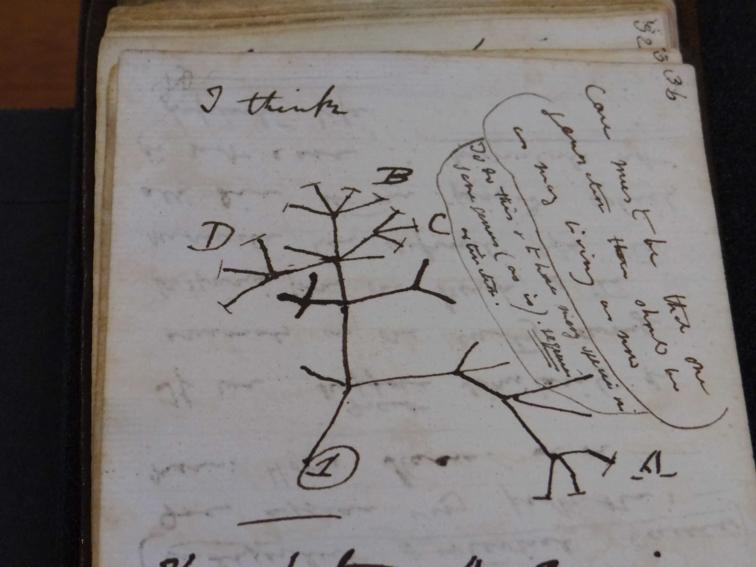 Missing Darwin notebooks returned to Cambridge after 20 years