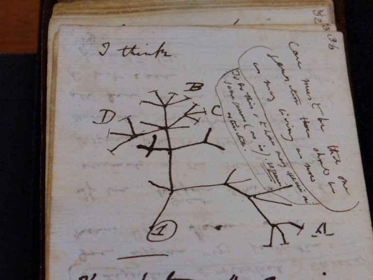 Missing Darwin notebooks returned to Cambridge after 20 years