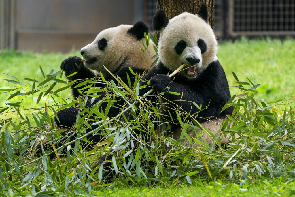 Government shutdown: Smithsonian’s National Zoo’s farewell event for pandas could be cut short