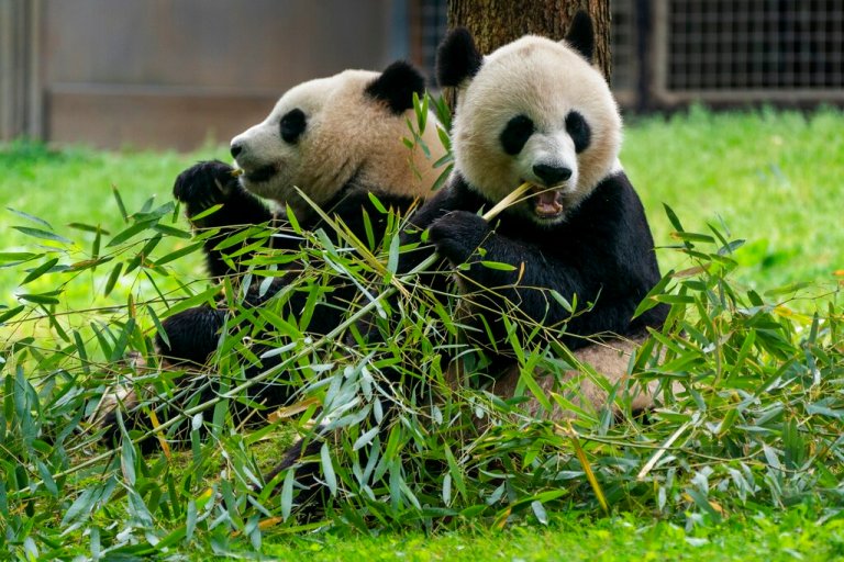 Smithsonian's National Zoo pandas.