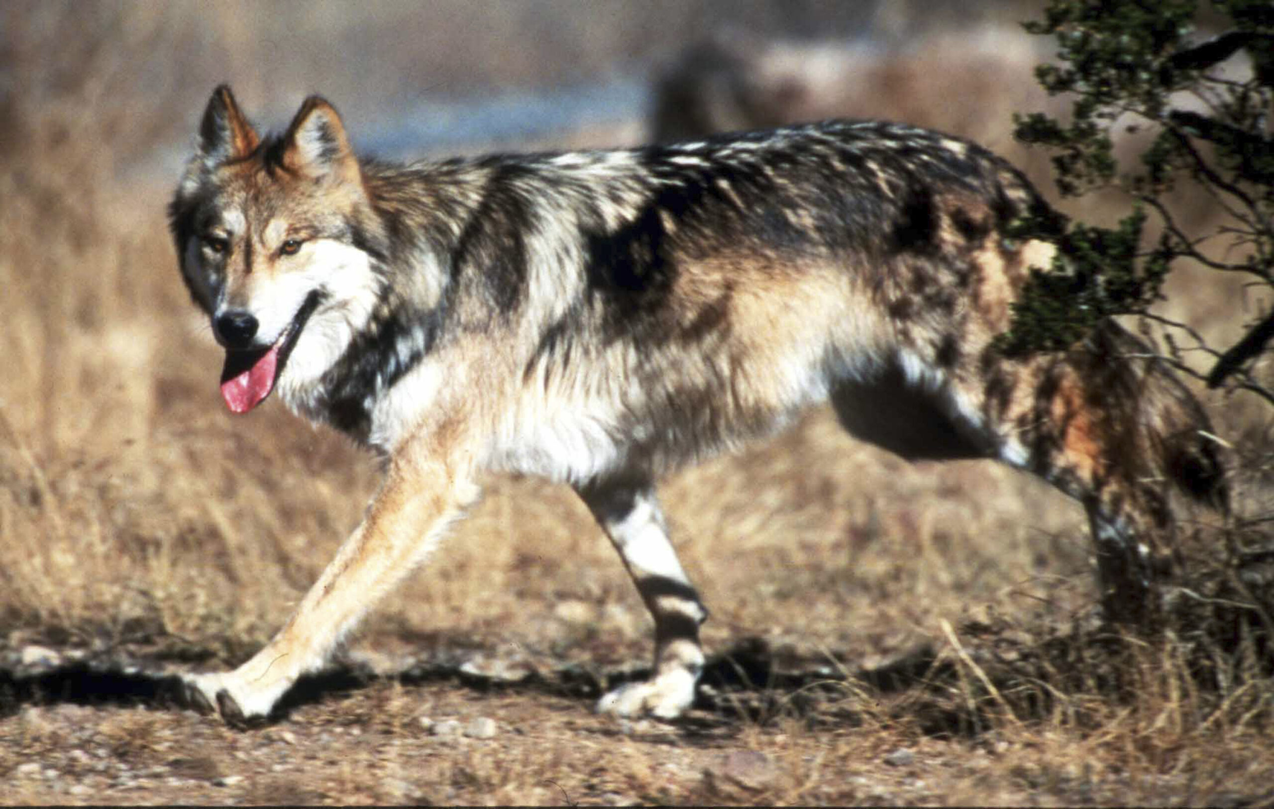 Endangered Wolves