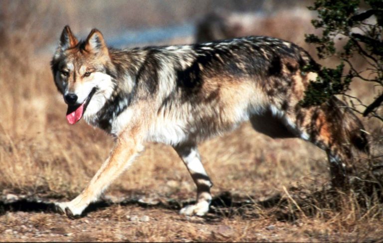 In this undated file photo provided by the U.S. Fish and Wildlife Service, a Mexican gray wolf leaves cover at the Sevilleta National Wildlife Refuge, Socorro County, New Mexico.