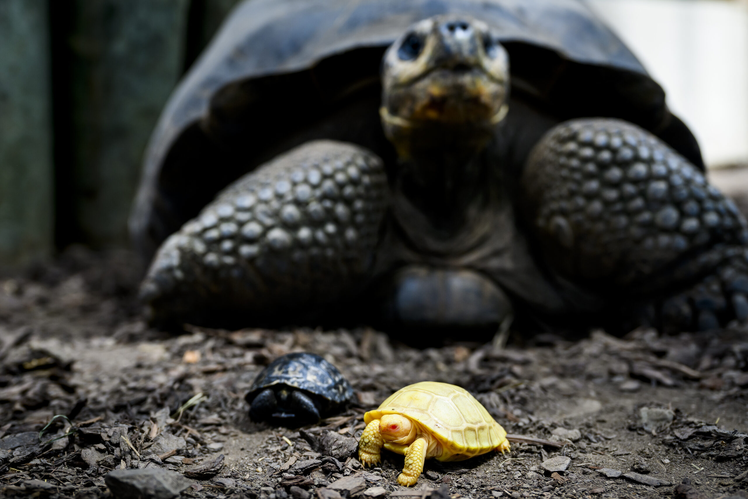 ‘Phenomenon’: Rare albino tortoise is first to hatch in captivity