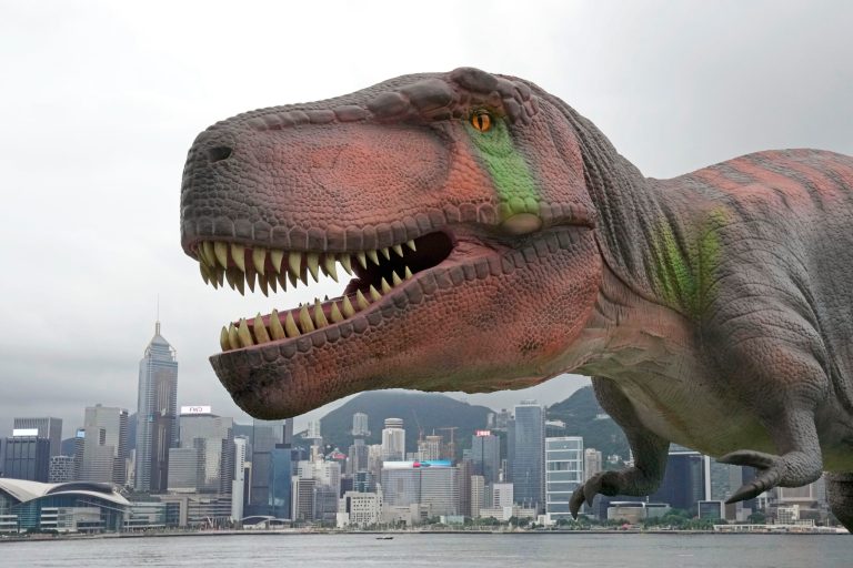 A robotic Tyrannosaurus dinosaur (T-Rex) installation is displayed during a media preview in the waterfront of Hong Kong as part of the events to celebrate the 25th anniversary of Hong Kong handover to China, Monday, June 6, 2022. A proposed T. rex reclassification has ignited passionate debates within the paleontology community. (AP Photo/Kin Cheung)