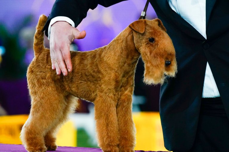 MM, a lakeland terrier, competes in the terrier group at the 146th Westminster Kennel Club Dog Show Wednesday, June 22, 2022, in Tarrytown, N.Y. MM won the group.