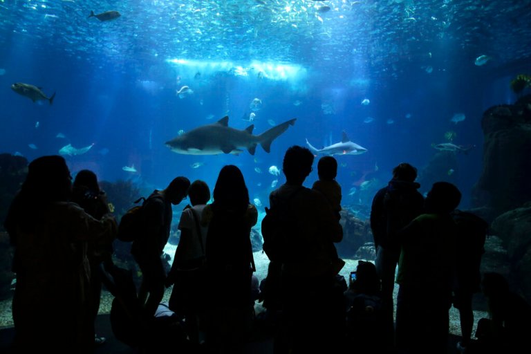 Visitors watch sharks and other fish swimming in the main tank at the Oceanarium in Lisbon, Monday, June 27, 2022. From June 27 to July 1, the United Nations is holding its Oceans Conference in Lisbon expecting to bring fresh momentum for efforts to find an international agreement on protecting the world's oceans. 