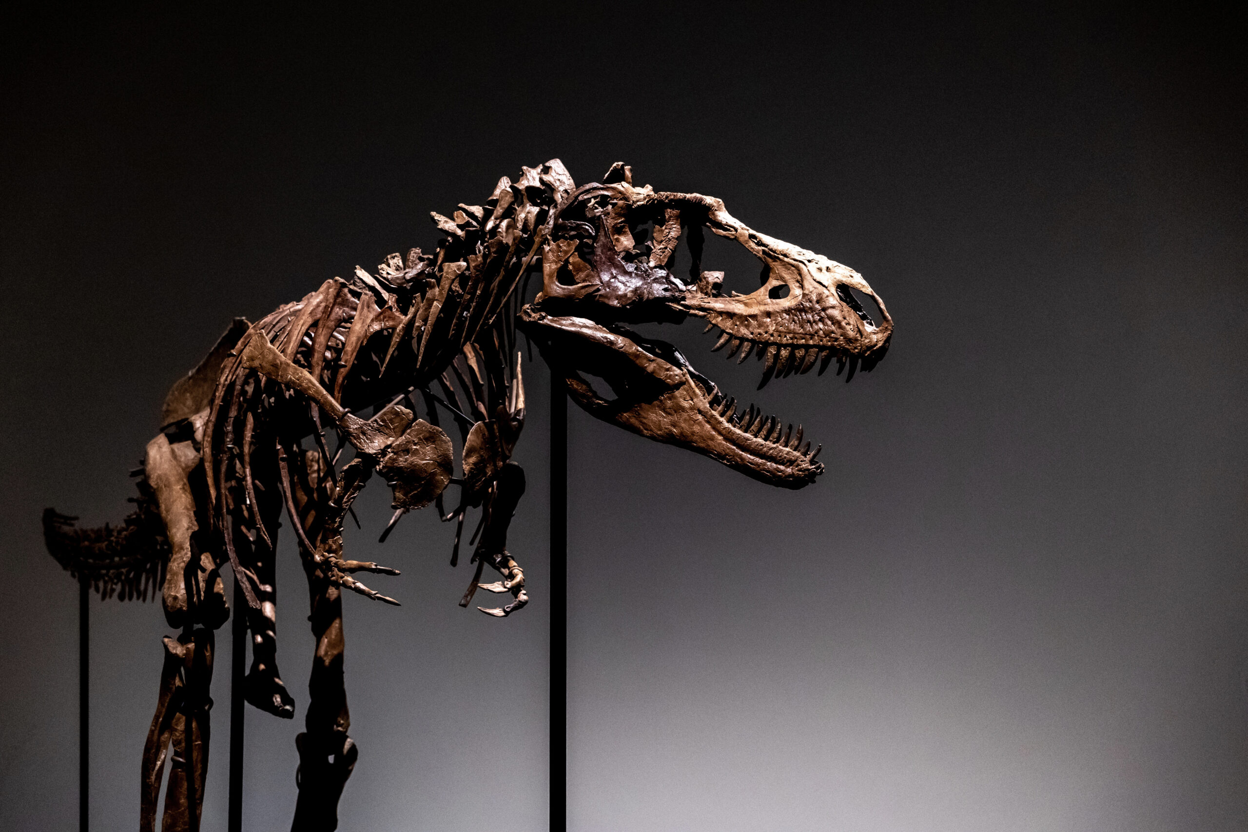 T. rex skeleton pulled from auction after questions over authenticity