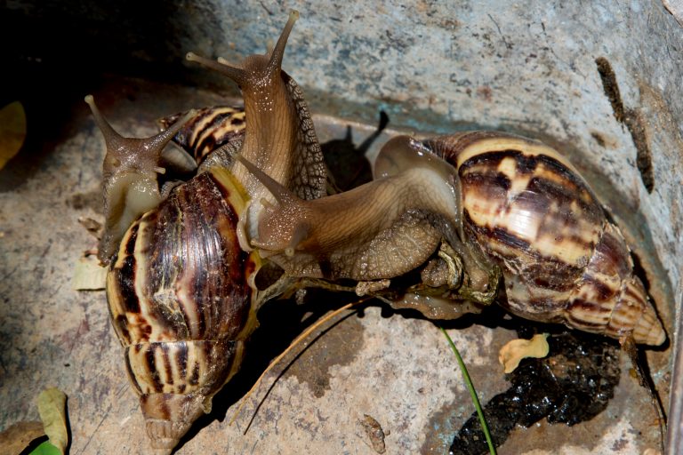 Slime trail leads German customs to nearly 100 giant snails at airport
