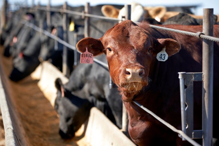 Cattle occupy a feedlot in Columbus, Nebraska.