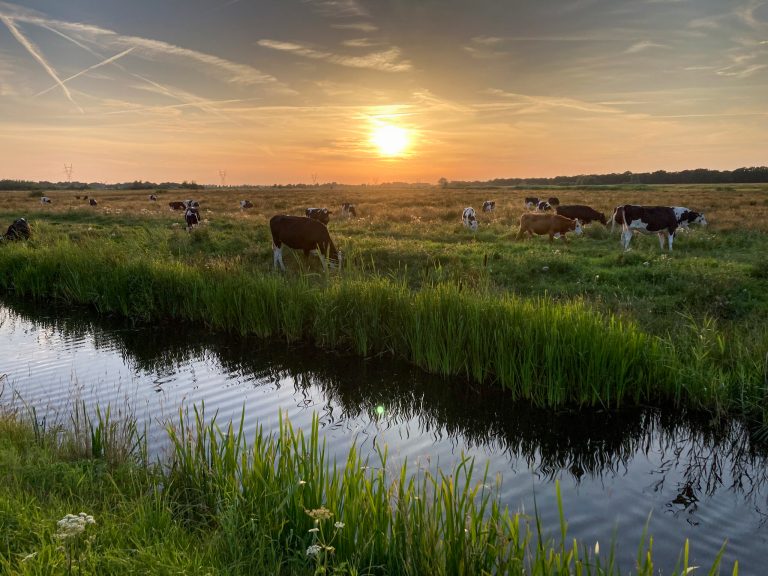 How farmers angry about green rules helped spur Dutch government’s collapse