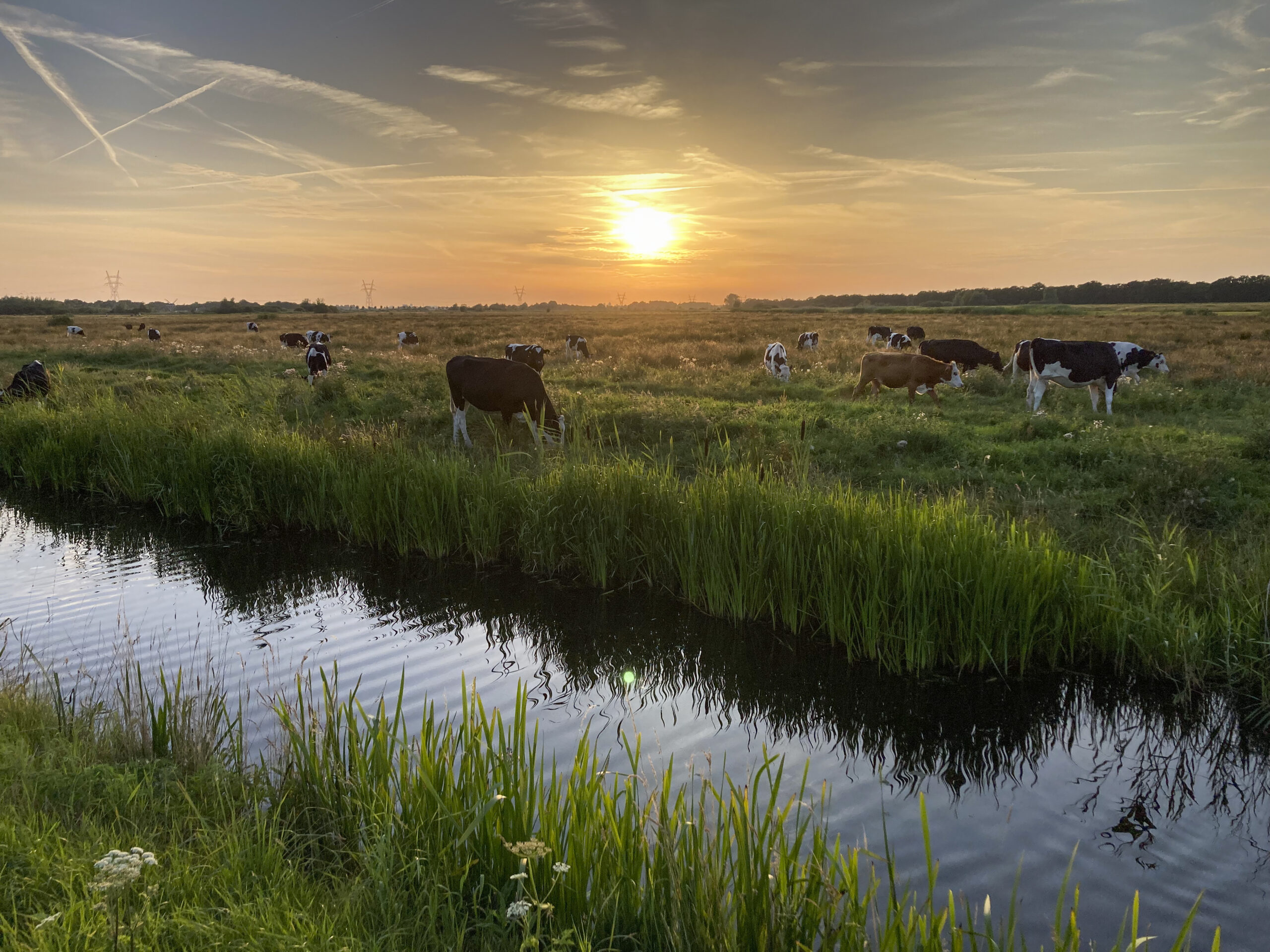 Netherlands to buy out and close 3,000 farms to meet climate goals