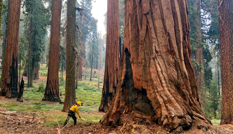In this photo provided by the National Park Service, a firefighter clears loose brush from around a Sequoia tree in Mariposa Grove in Yosemite National Park, Calif., in July 2022. The U.S. Forest Service is taking emergency action to speed up approval of projects to clear underbrush in giant sequoia groves to save the world's largest trees from the increasing threat of wildfire.