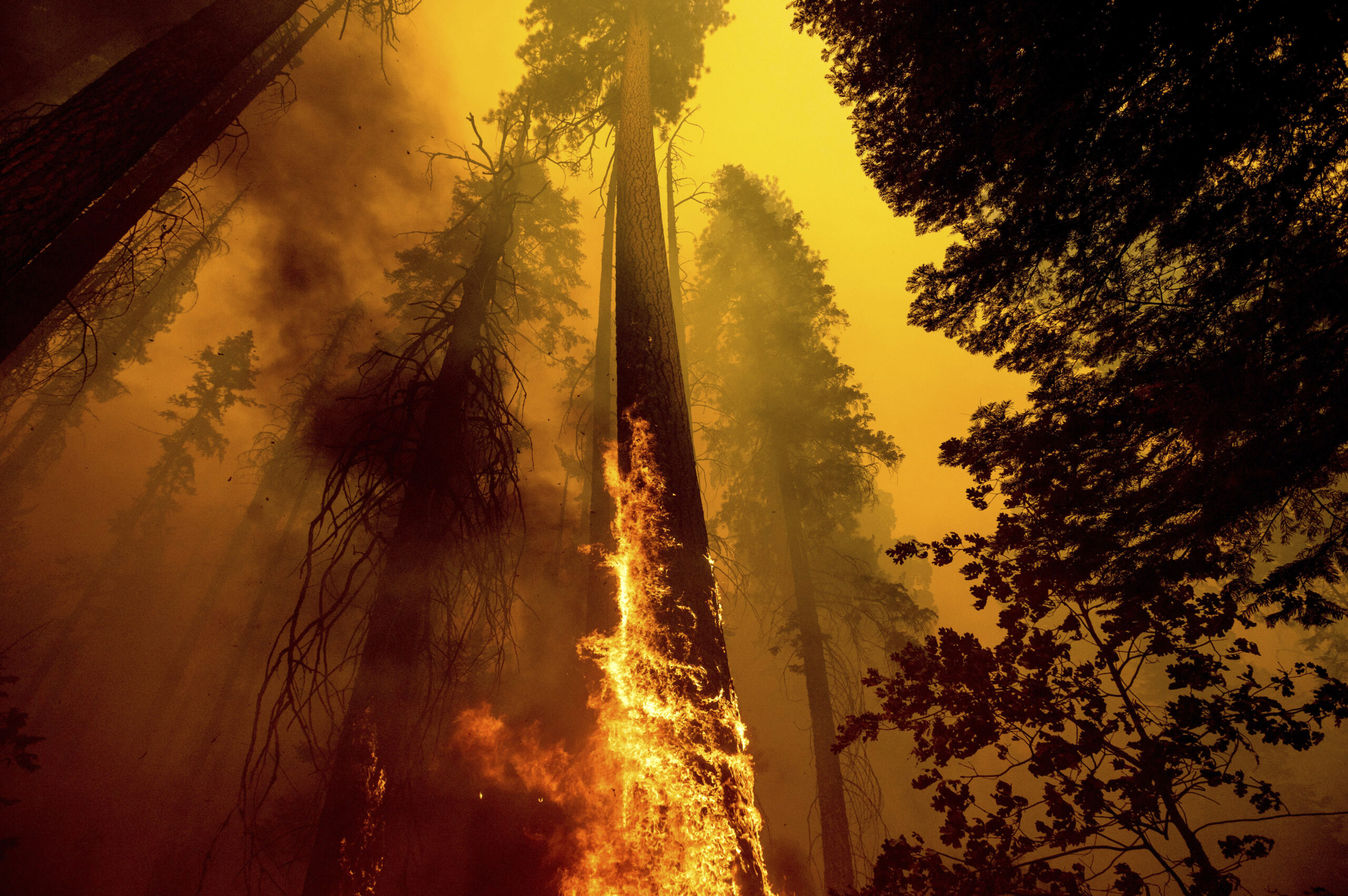 Inside desperate fight to save iconic giant sequoias from wildfires