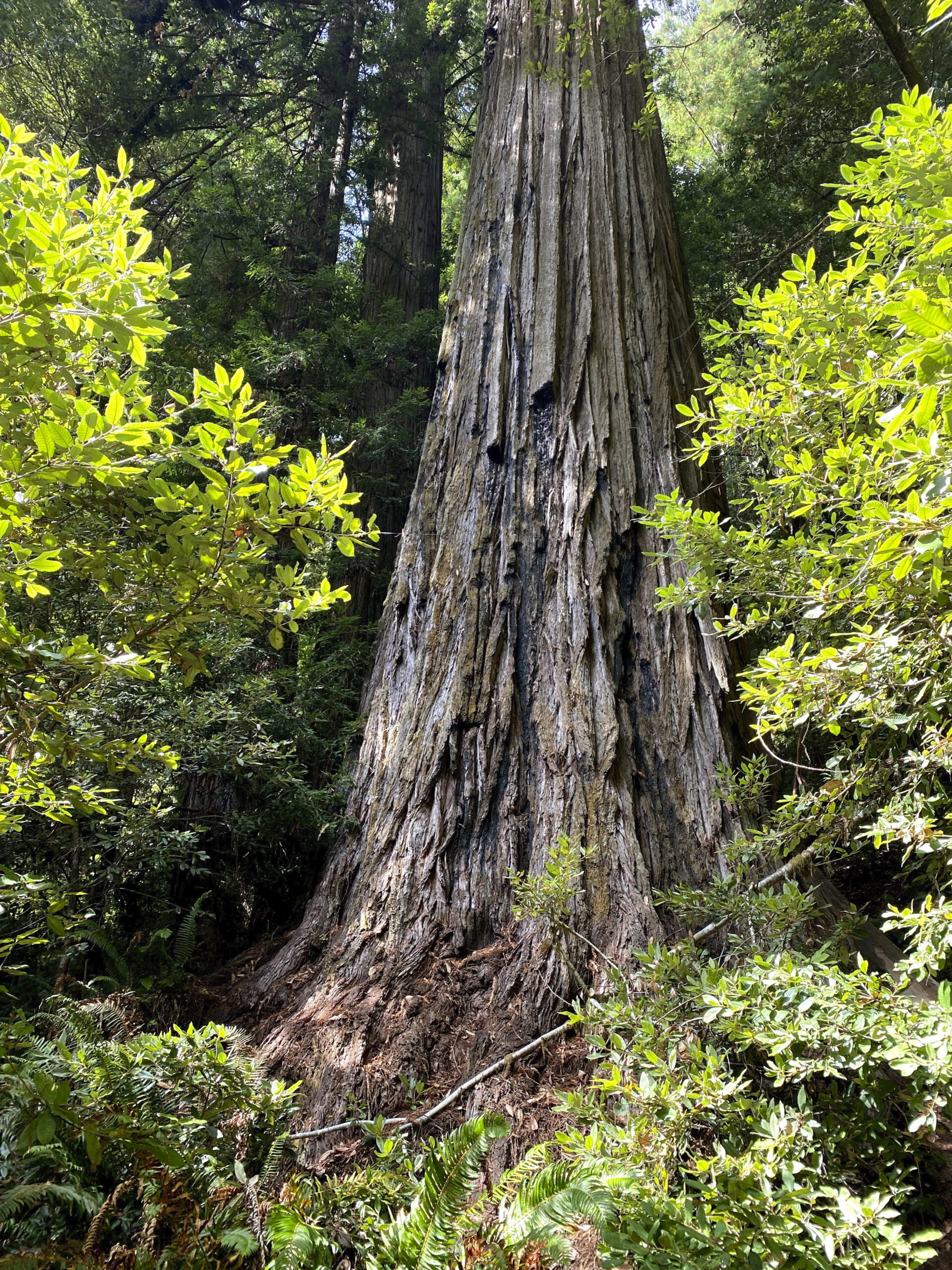 Leaf it alone: Visitors banned from world’s tallest tree