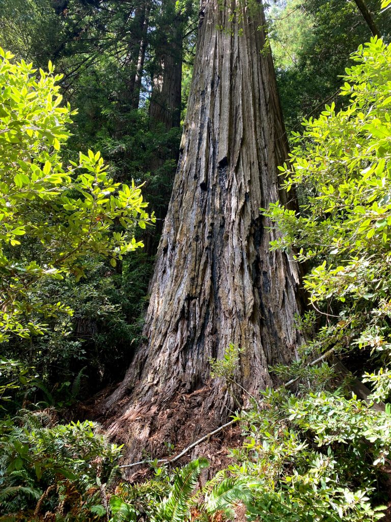 This photo provided by the National Park Service shows the coast redwood tree named Hyperion in Redwood National Park, California.