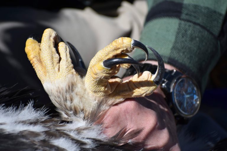 Man receives three-year prison sentence for trafficking eagle parts