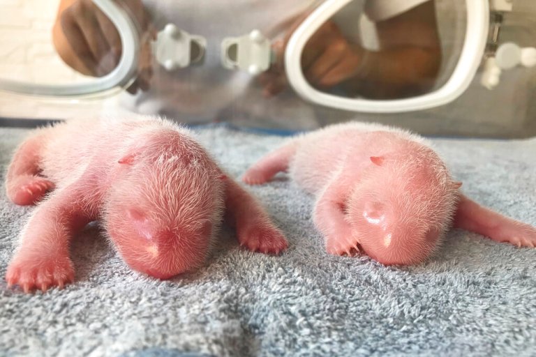 This photo, released by Qinling Giant Panda Research Center, shows newly born twin Panda cubs, male at left and female at right, at the center in Xi'an, in northwestern China's Shaanxi province.