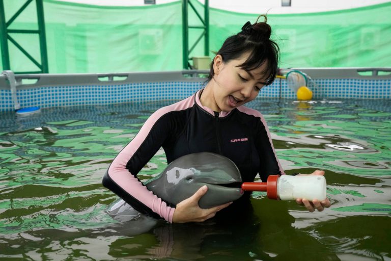 Volunteer Thippunyar Thipjuntar feeds a baby dolphin named Paradon with milk at the Marine and Coastal Resources Research and Development Center in Rayong province in eastern Thailand, Friday, Aug. 26, 2022.
